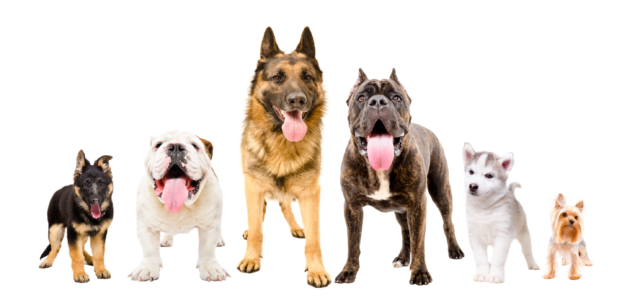 How to Choose the Best Dog Breed for Me: A Comprehensive Guide