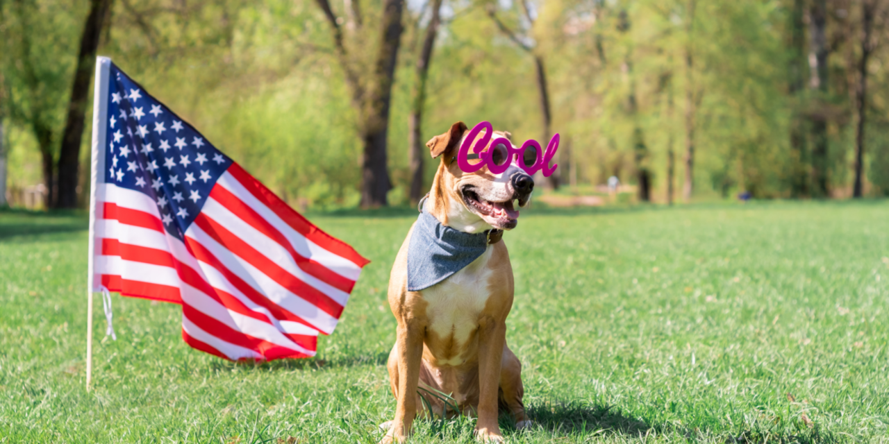 Ensuring the Safety and Happiness of Your Pets on Independence Day
